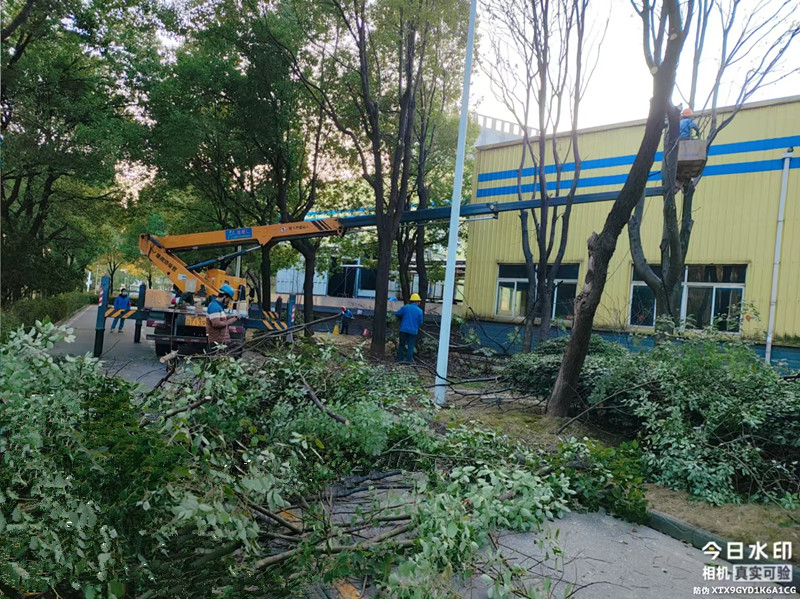 22米带吊篮大跨度登高车修剪树枝施工现场